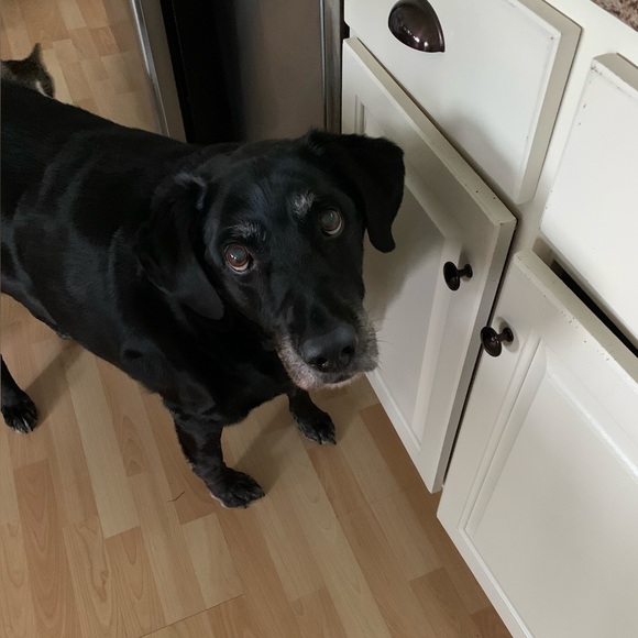 Meet your Posher, Rita - Picture 2 of 2